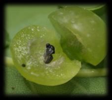 gleditchiae  tiliae