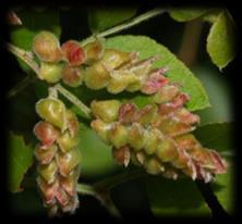 bejlomorka Horidiplosis