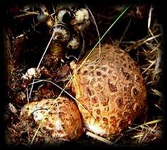 quercusbaccarum na