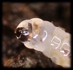 eucephalní hemicephalní acephalní