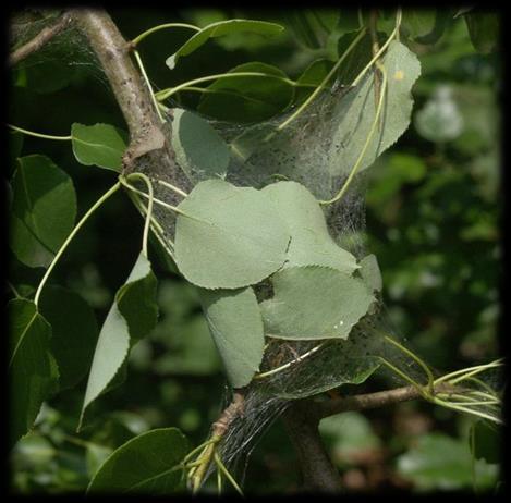 motýli (předivky, obaleči, zavíječi, píďalky, ), blanokřídlí