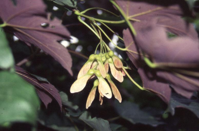vzdálenosti (Acer, Fraxinus, Tilia) -