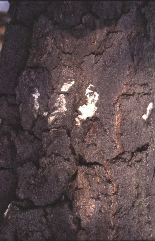 Ruderální stratégové stanoviště dostatečně zásobená živinami, energií i vodou (stres minimální), vegetace je však nějakým způsobem narušována (pole) jednoleté plevele uplatňují se vlastnosti: 1)