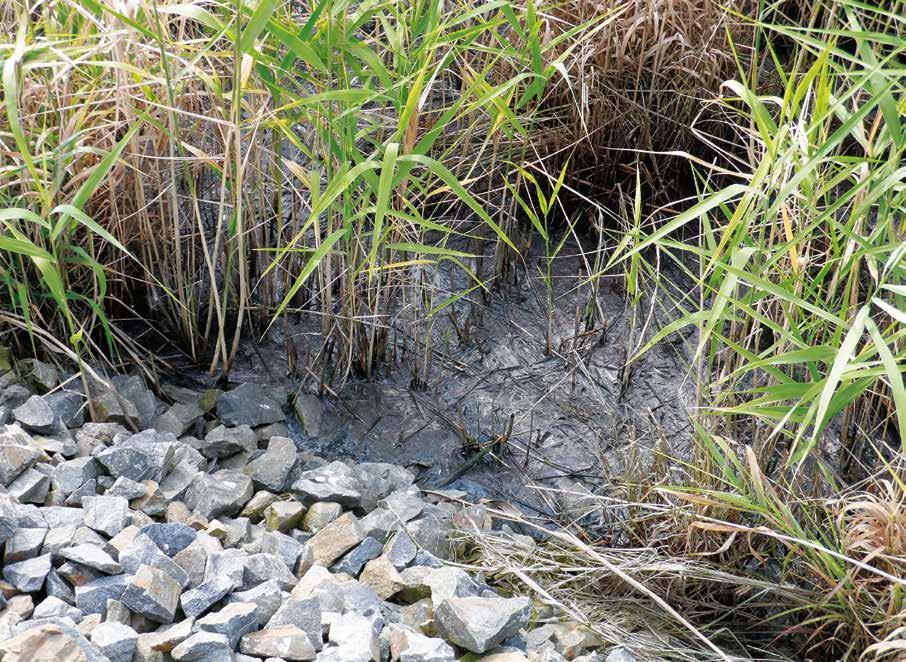 Přítoková zóna kolmatovaného kořenového pole v Bezděkově pod Třemšínem Kolmatace umělých mokřadů EVA MLEJNSKÁ Klíčová slova: kolmatace umělé mokřady účinnost čištění zatížení SOUHRN Kolmatace je