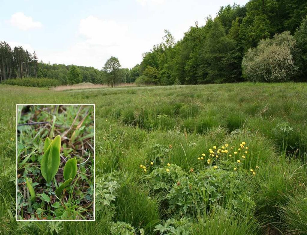 Botanický inventarizační průzkum Přírodní památky Žleby Ester Ekrtová 1,2 & Libor Ekrt 1,2 2008 1 Katedra botaniky, Přírodovědecká fakulta, Jihočeská univerzita v