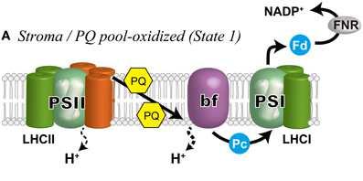 Reduced PQH 2 activates LHCII kinase and promotes state transition LHCII kinase (STN7) phosphorylates LHCII.