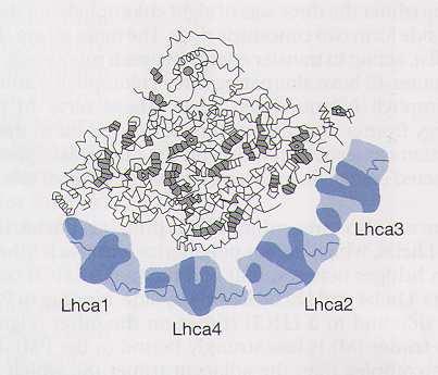 Biochimica et Biophysica Acta (BBA) - Bioenergetics 1817:143 157.