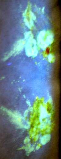 zkoumání obsahu optických zjasňovačů v pracích prášcích žáci pozorují fluorescenci
