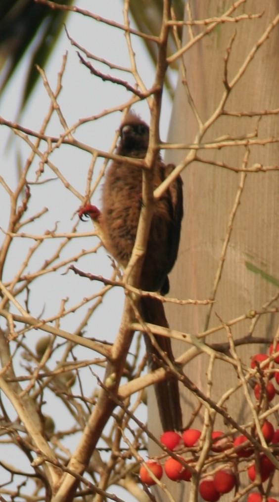 MYŠÁCI Coliiformes Hebké peří připomíná srst, a