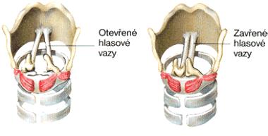 Hlas a řeč vbrace fonace hlasvek a