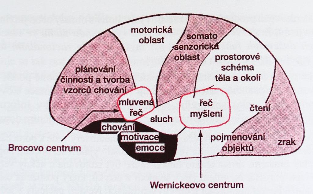 Schéma korových oblastí Poruchy řeč Porozumění řeč Wernckeovo centrum Tvorba řeč Brocovo
