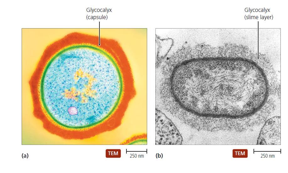 Barvení glykokalyxu Glykokalyx pomáhá při tvorbě biofilmů, chrání buňky před fagocytickým působením leukocytů a usnadňuje patogenům invazi do těla.