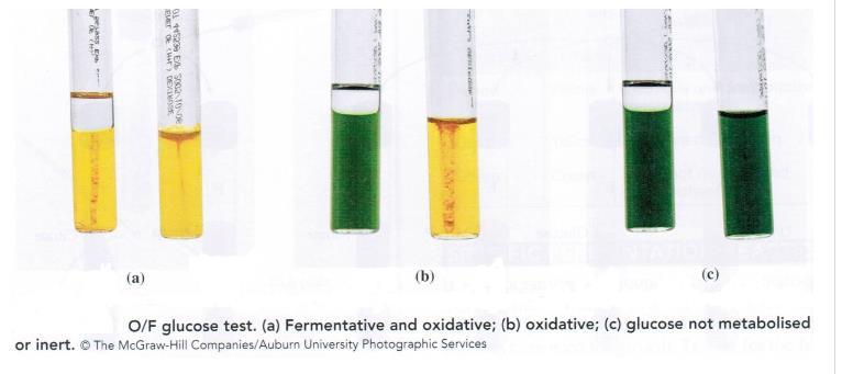 prostředí žlutá, v zásaditém modrá alkalizací a při neutrální reakci zelená. Na základě zbarvení médií se usuzuje, zda došlo k oxidaci nebo fermentaci.