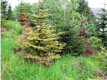 10 Příznaky choroby způsobené patogeny rodu Phytophthora na jedli (Abies spp.) Obr.