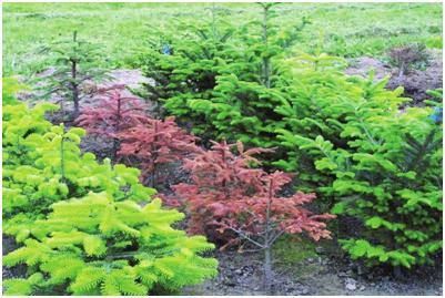 2: Řada sazenic jedle vznešené odumřelé v následku infekce kořenů Phytophthora spp.