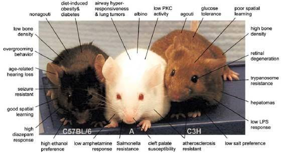 GENETICKÉ MAPOVÁNÍ myš Inbrední linie myší homozygotní téměř ve