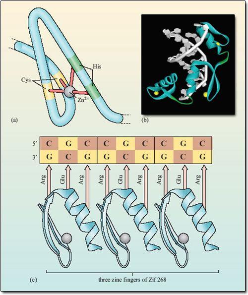 ZINC FINGER NUCLEASES