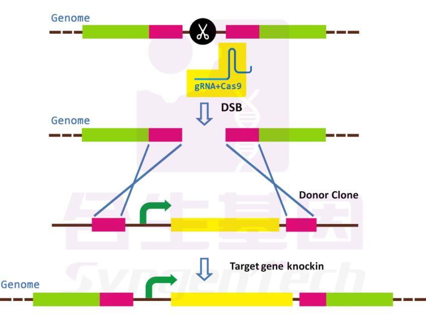 POUŽITÍ CRISPR CAS9 SYSTÉMU: 1) DELECE GENŮ frame-shift mutace v jakémkoli genu téměř jakéhokoli organismu, studium funkce k čemu gen je 2) MNOHONÁSOBNÁ DELECE