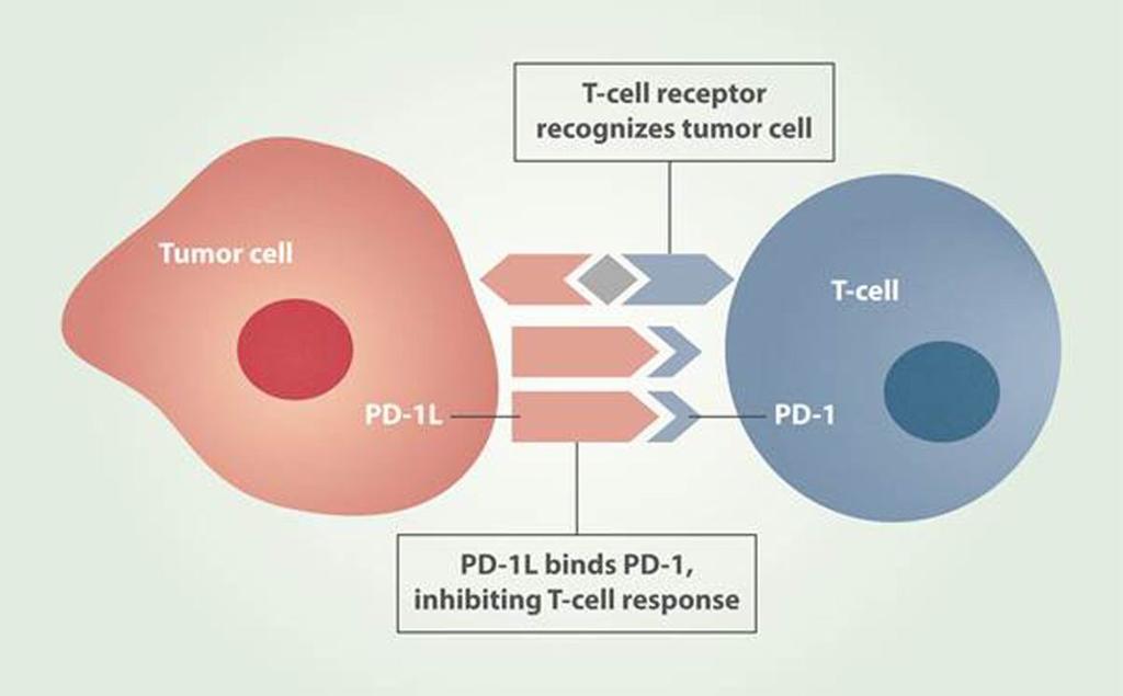 První genová terapie zaměřená na léčbu rakoviny 2018 Úprava buněk regulačních T-lymfocytů Extrakce T-lymfocytů z těla pacientů a ex-vivo terapie pomocí lentivirálního vektoru 1) KO PD1 receptoru