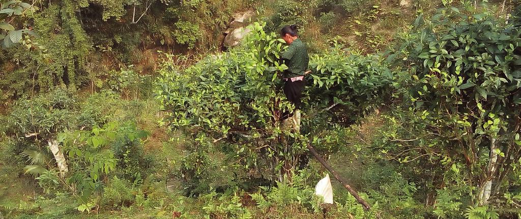 Čaje, které jinde nenajdete Ha Giang Ché Xanh Vietnam Zelený divočák zelený čaj, ručně sbíraný místními kmeny Hmong a Dao z čajovníků rostoucích divoce v horské oblasti Ha Giang na severu Vietnamu