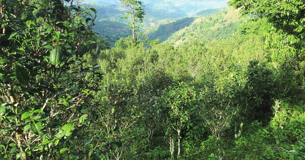 Čaje, které jinde nenajdete Burma Wild Green Khar Chauk Barma Barmský zelený čaj ze Shanského státu na východě země poblíž hranic s Yunnanem v Číně.