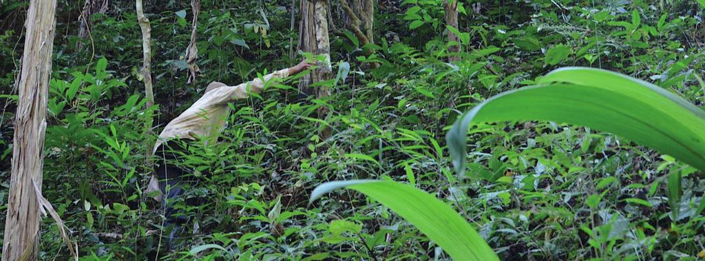 Původní divoké čajovníky typu Assamica vyrůstají přímo mezi ostatní divokou vegetací a místní farmáři z horských kmenových vesnic je sbírají prodírajíce se přitom původním