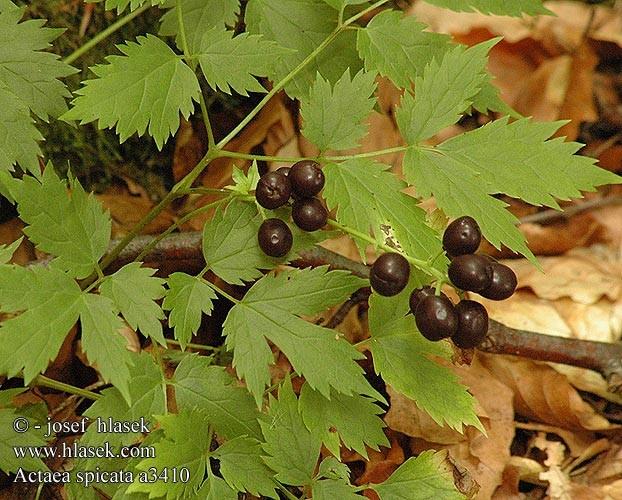 Actaea