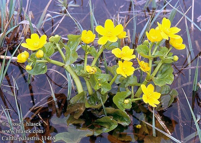 hlíznatý) Caltha