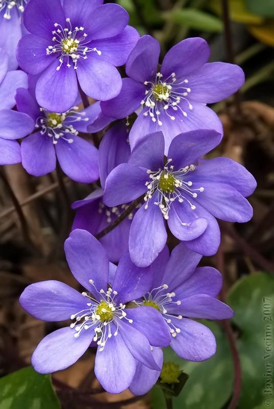 Hepatica nobilis