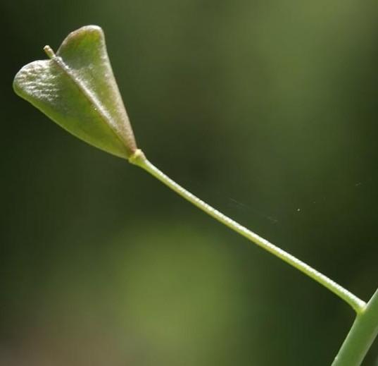 Brassicaceae - brukvovité Květy: oboupohlavné,