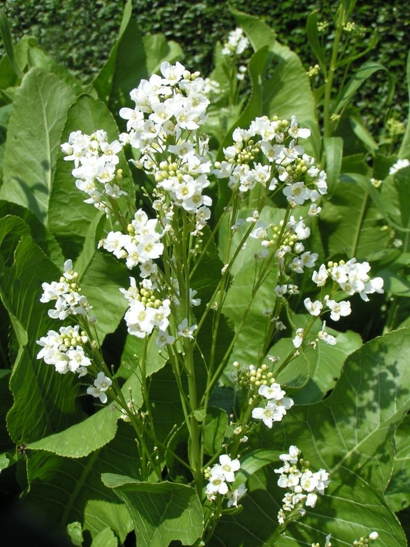 Alyssum