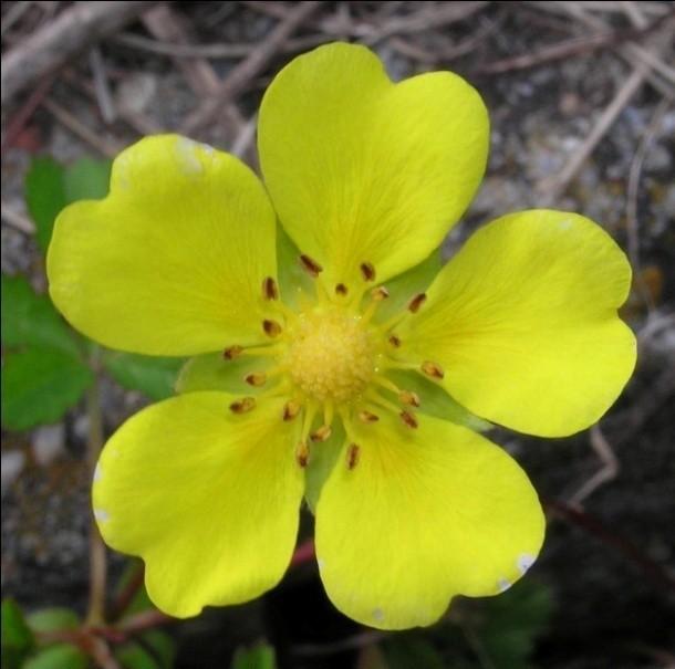 Rosaceae - růžovité Potentilla reptans (mochna plazivá) Květy aktinomorfní nebo