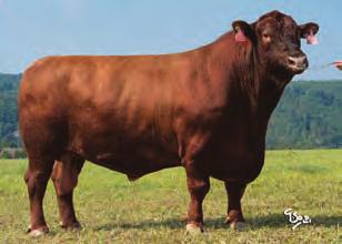 (Red Lazy MC Cowboy Cut 26U x Red DMM Traction 98R), Lockerley Legend F612 ZAA 889 (Nightingale Dalriach A061 x Idvies Jester Eric A057), Netherton MR Brazilian E377 ZAA 934 (The Moss Florian B284 x