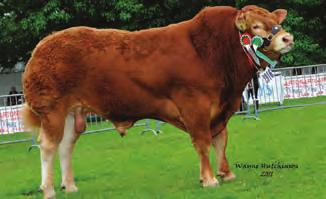 z Velké Británie, Irska, Francie a Německa. Osm z nich je homozygotně bezrohých. Indus PP ZLM 881 (Iltis PP x Vetiver MN ZLI 742), Torino PP ZIL 147 (Tarek PP x Caytano PP), C.N. Mateo PP ZIL 146 (C.
