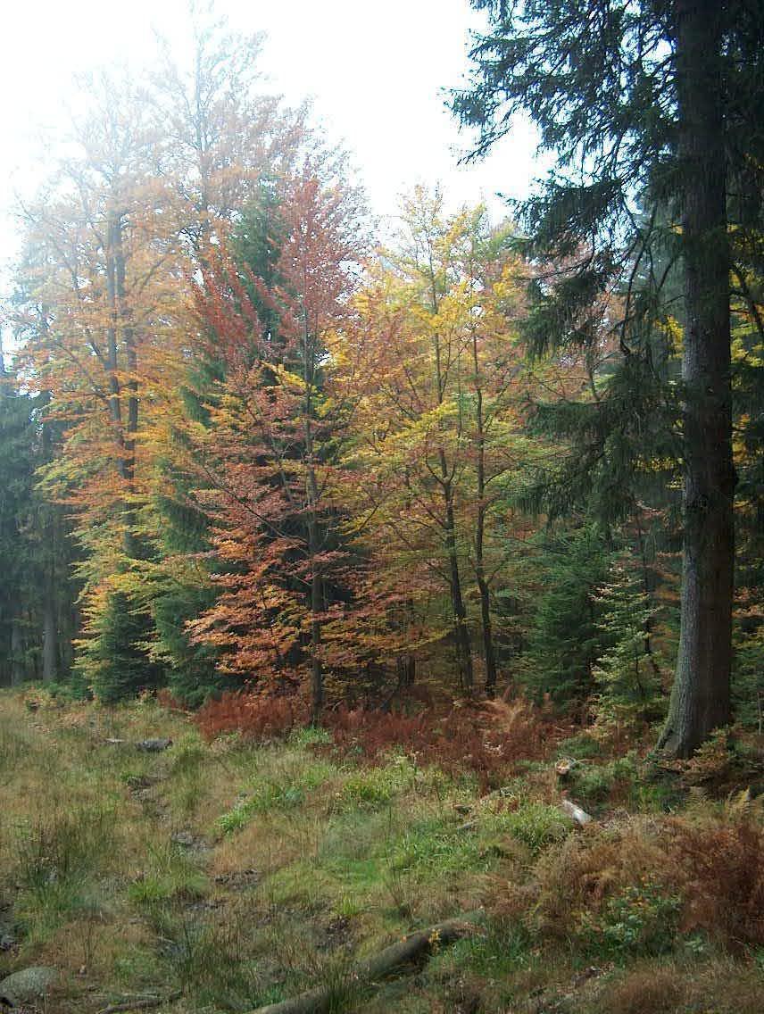 JEDLOVÉ BUČINY - 5. Jedlobukový (jdbk) LVS Základními dřevinami jsou buk a jedle. Nevyskytuje se habr a až na výjimky ani dub. Nízké zastoupení má již smrk.