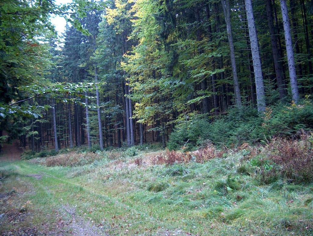 SMRKOVÉ BUČINY - 6. Smrkobukový (smbk) LVS Klimaxovým společenstvem je smíšený les, tvořený bukem, jedlí a smrkem, tzv. Hercynská směs. Buk je dostatečně vitální, udržuje se v úrovni.