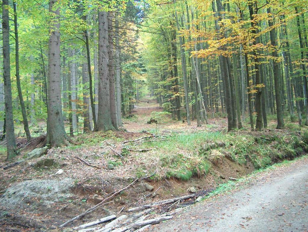 BUKOVÉ SMRČINY - 7. Bukosmrkový (bksm) LVS Ve směsi smrku, buku a jedle nabývá převahy smrk. Buk většinou ustupuje do podúrovně. Klesá zastoupení jedle. Vtroušený bývá javor klen.