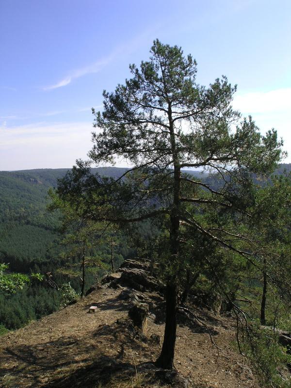 BORY - 0. Borový (BOR) LVS Společenstva borů nevytváří klimaticko - vegetační stupeň. Jejich výskyt je podmíněn především specifickými podmínkami edafickými (chudé písky, sutě, skály, rašeliny).