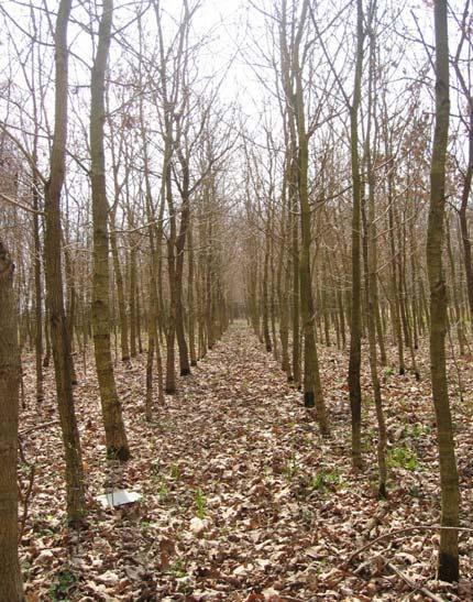 2. Charakteristika sledovaného území Lokalita 1 První z lokalit je lesní školka s výsadbou dubu (Quercus robur) o rozloze asi 0,4 ha (výsadba v roce 1995) a pom rn hustým podrostem kop ivy dvoudomé