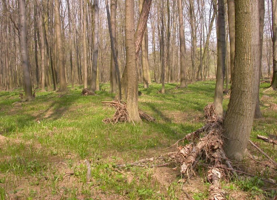 Lukáš Merta CHKO Litovelské Pomoraví Vodstvo V CHKO je na 2000 lesních a lučních tůní, zejména jarních periodických tůní, sycených jarními povodňovými vodami (přelivem nebo
