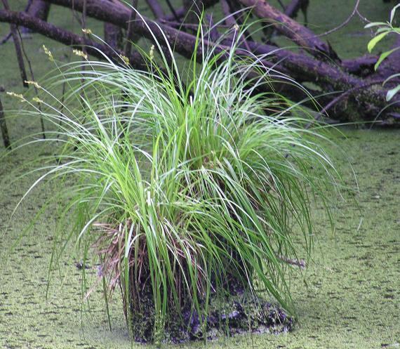 http://botany.cz CHKO Litovelské Pomoraví Vegetace a flóra Lužní lesy a olšiny Na mokřinách se stagnující vodou uvnitř lesa (např.