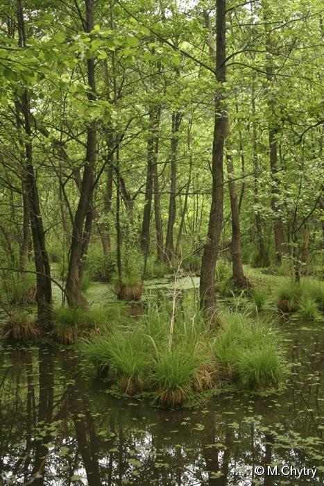 Alnion glutinosae) s olší lepkavou (Alnus glutinosa) a se stín snášejícími vlhkomilnými druhy, jako jsou blatouch bahenní (Caltha palustris),
