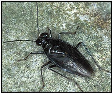 Macrosaldula scotica Fauna ploštice: ekologickým specialistou je pobřežnice velká (Macrosaldula scotica), kriticky ohrožený druh vázaný na stanoviště