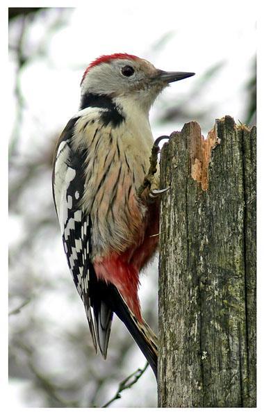 Dendrocopos medius