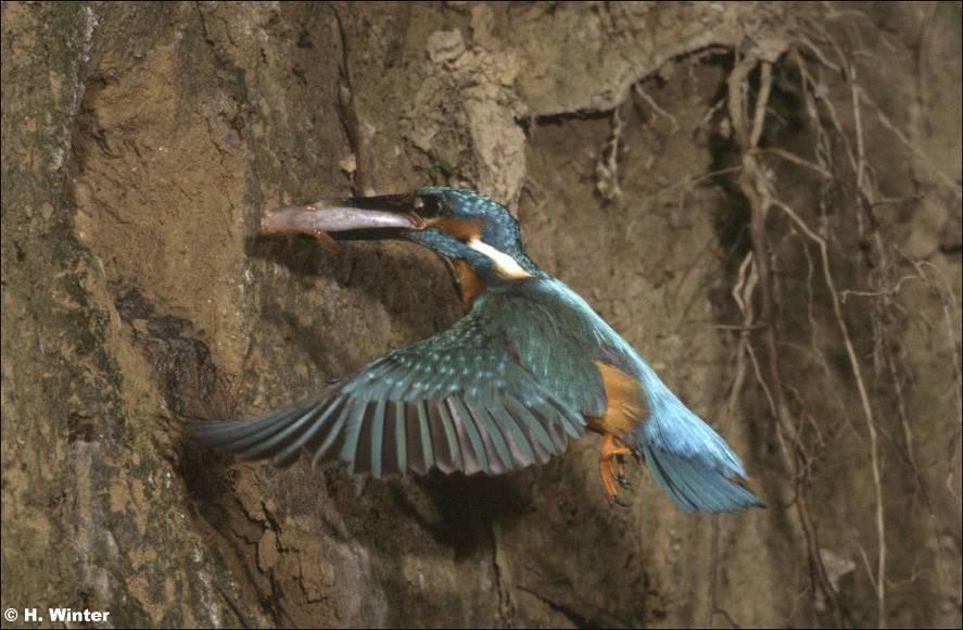 Charadrius