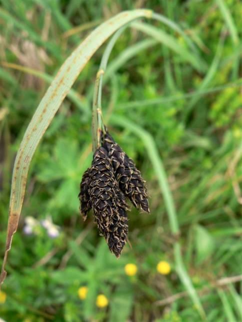 Carex atrata agg. Carex atrata s. str.
