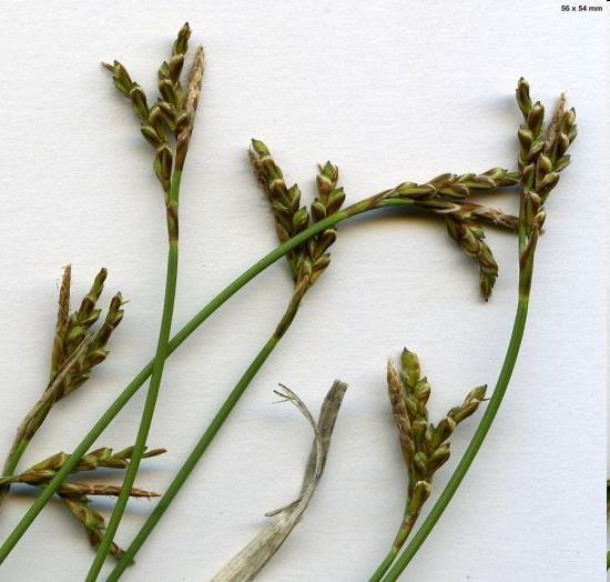Carex ornithopoda (C2, 2) -