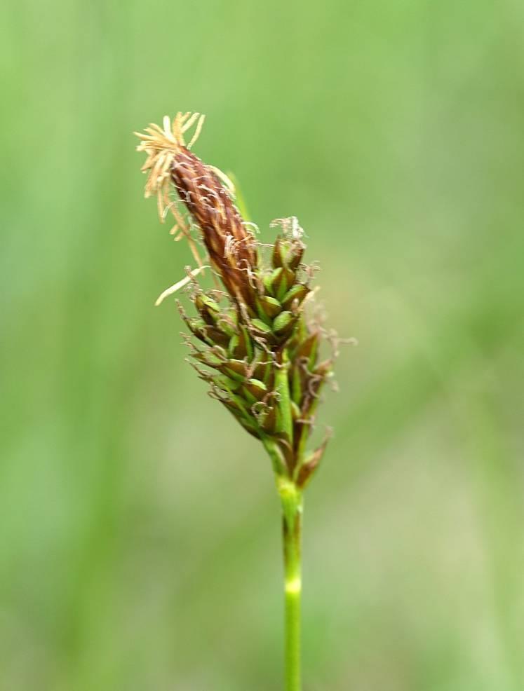 Carex caryophyllea = o.