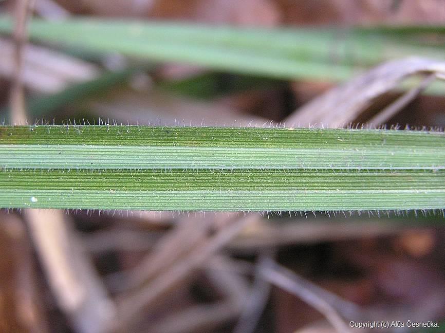 Carex pilosa = o.