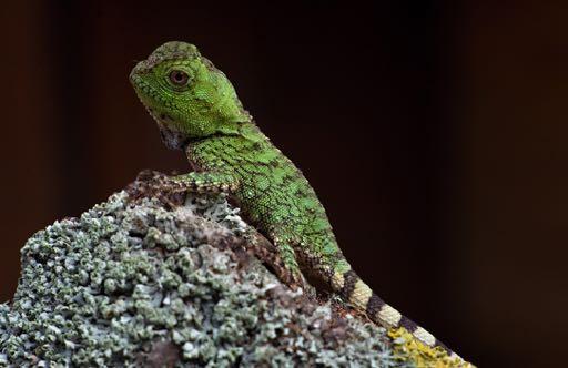tetárií jsou chameleoni, u kterých jsme odchovali 145 mláďat od sedmi druhů. I v tomto roce se nám povedlo odchovat mláďata od v přírodě kriticky ohrožených mantel zlatých (Mantella aurantiaca).
